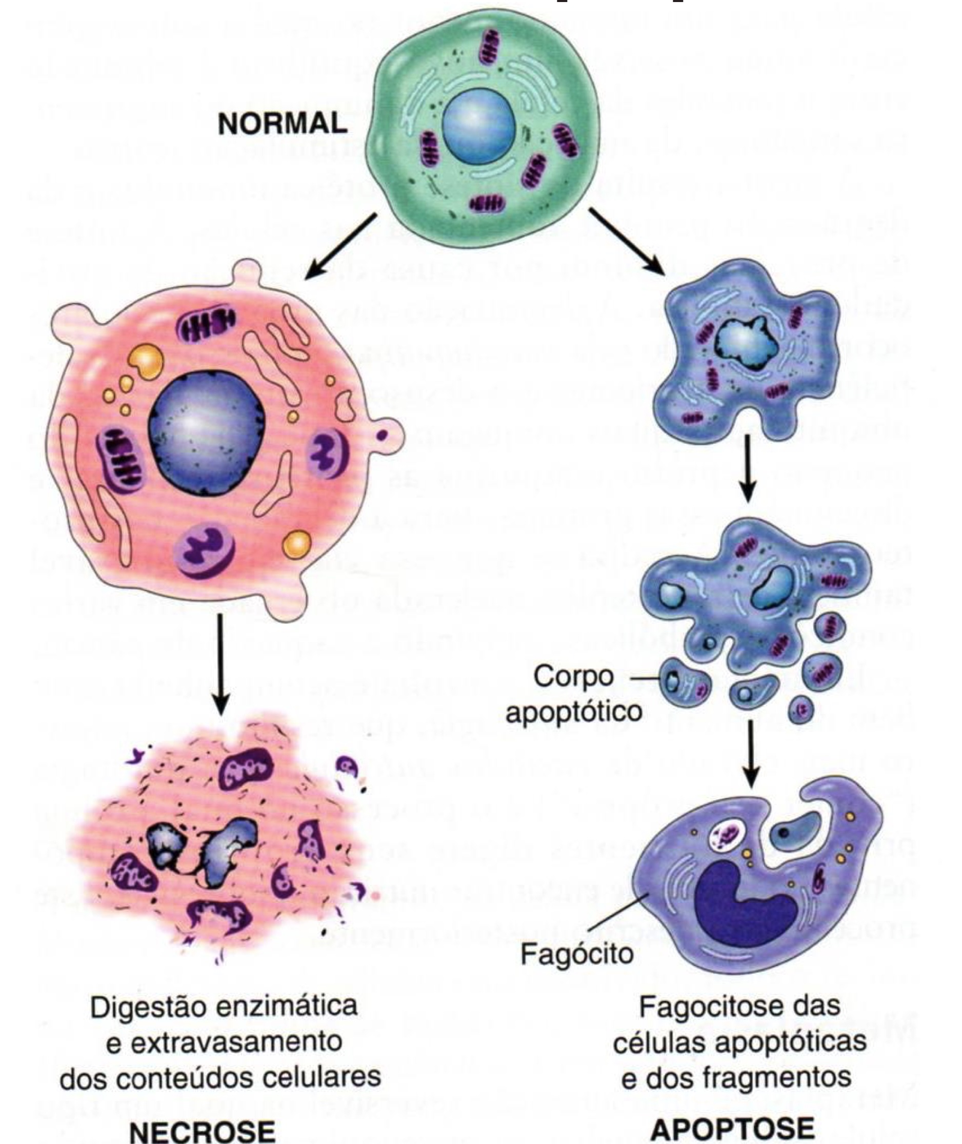 Mecanismos patológicos da morte clelular, na necrose e apoptose.